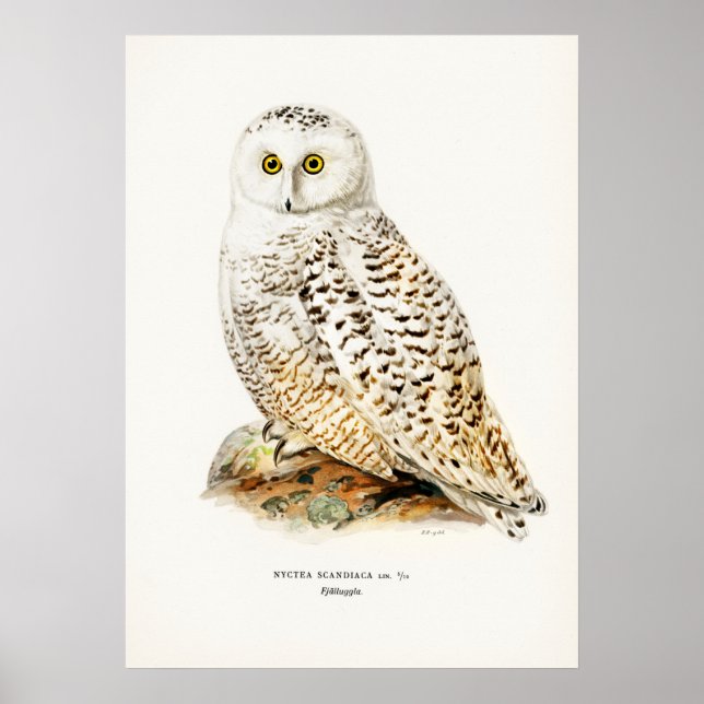 Vintage Owl Illustration Poster (Front)