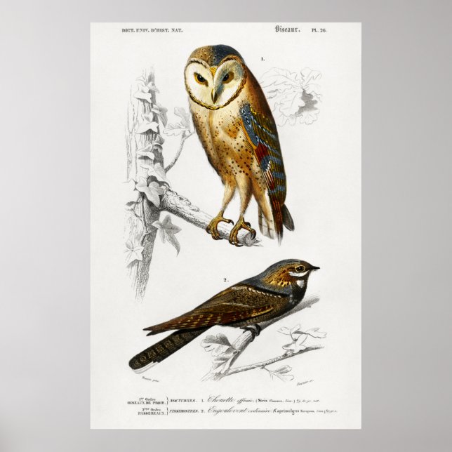 Vintage Owl Illustration Poster (Front)