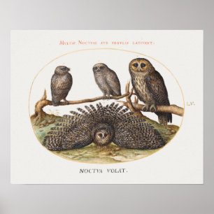 Vintage Owl Illustration Poster