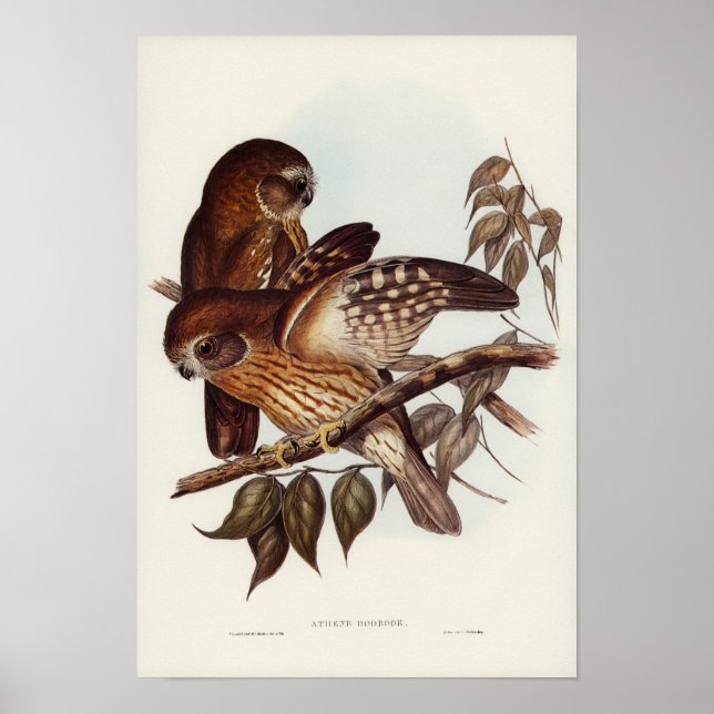Vintage Owl Illustration Poster (Front)