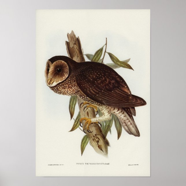 Vintage Owl Illustration Poster (Front)