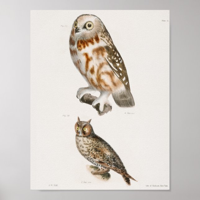Vintage Owl Illustration Poster (Front)