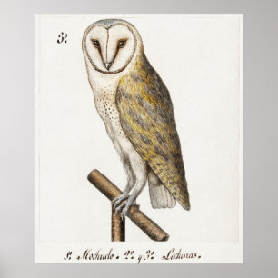 Vintage Owl Illustration Poster
