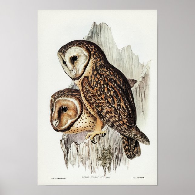 Vintage Owl Illustration Poster (Front)