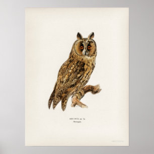 Vintage Owl Illustration Poster