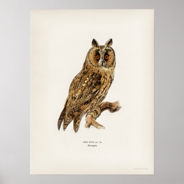 Vintage Owl Illustration Poster (Front)