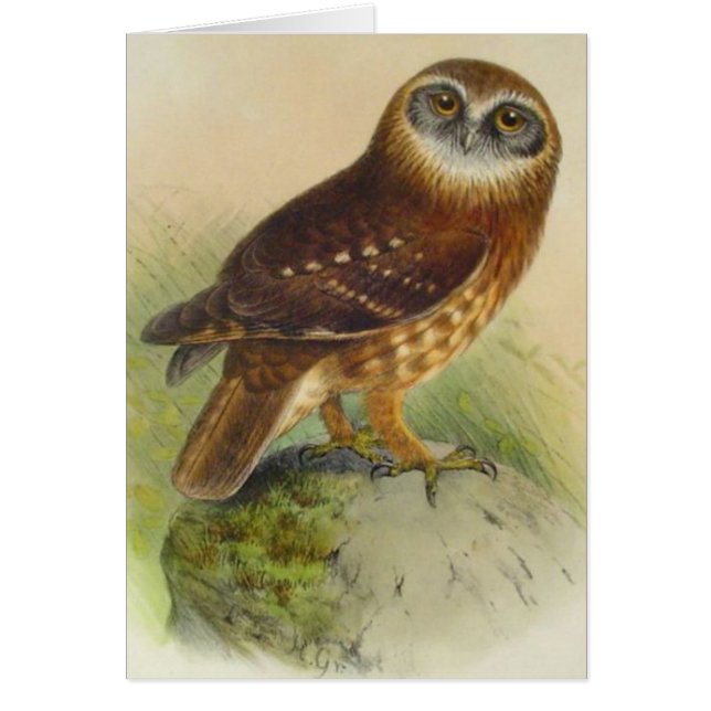 Vintage Owl On Rock Note Card (Front)