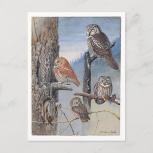 Vintage Owl Postcard