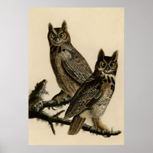 Vintage owl poster
