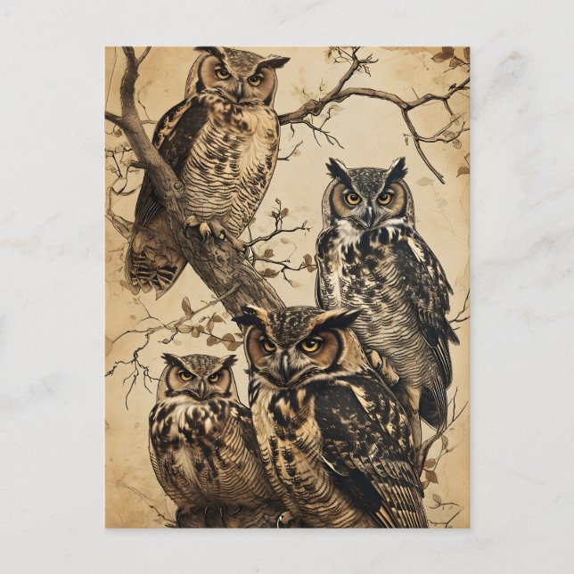 Vintage Owls artful Postcard (Front)