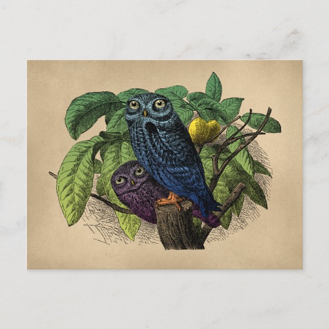 Vintage Owls Colourful Engraving Postcard (Front)