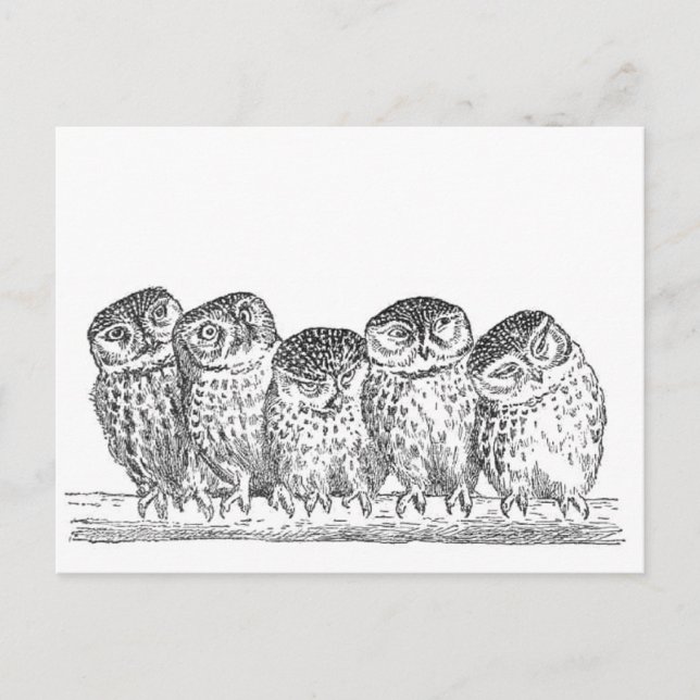 Vintage Owls Postcard (Front)