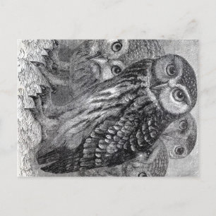 Vintage Owls Postcard