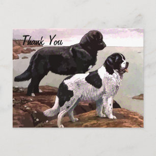 vintage painted newfoundlands thank you postcard