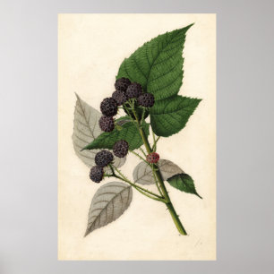 Vintage Painting of Blackberries Poster