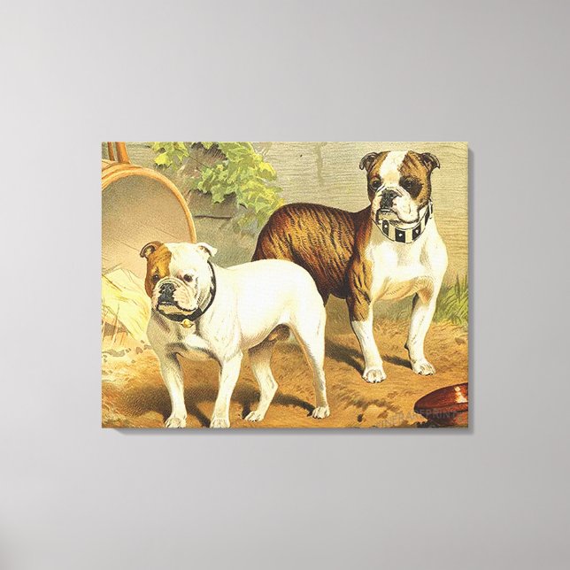 Vintage Painting of English Bulldogs Canvas Print (Front)
