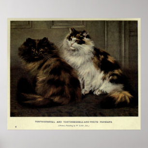 Vintage Painting of Fluffy Cats (1902) Poster