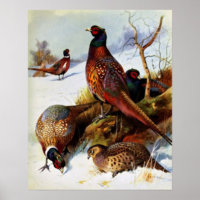 Vintage Painting / Ring-Necked Pheasant Poster (Front)