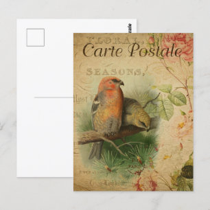 Vintage Pair of Birds Postcard