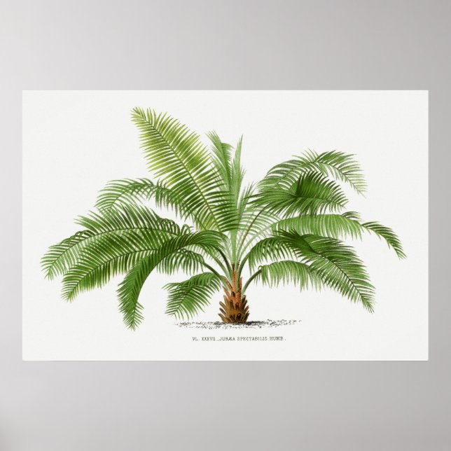 Vintage Palm Tree, Illustration Poster (Front)