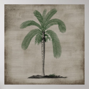 Vintage Palm Tree Poster