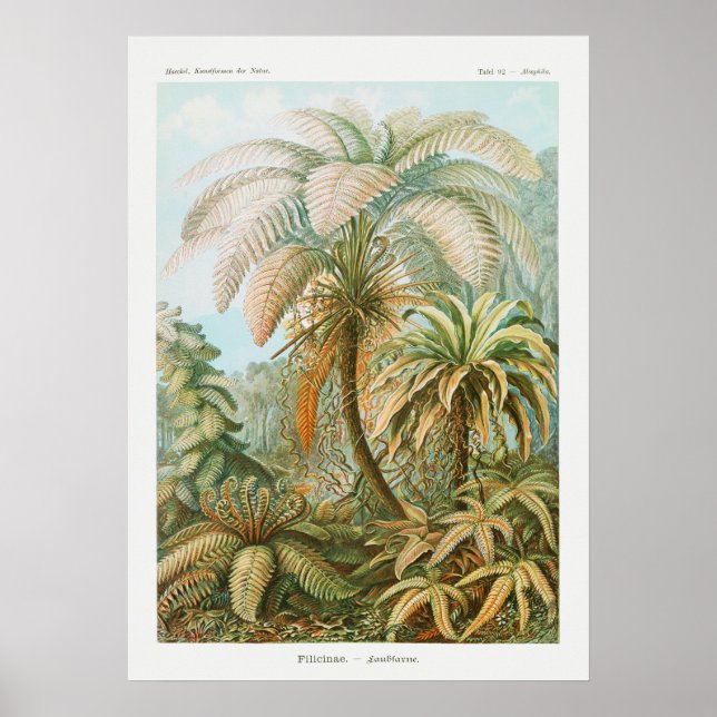 Vintage Palm Trees, Retro Botanical Poster (Front)
