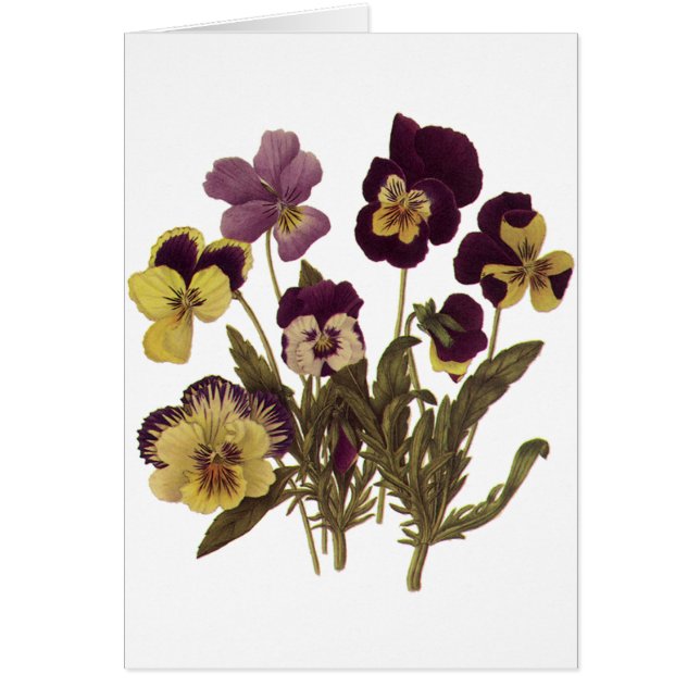 Vintage Pansies in Bloom, Floral Garden Flowers (Front)