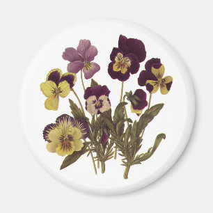 Vintage Pansies in Bloom, Floral Garden Flowers Magnet