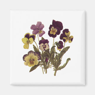 Vintage Pansies in Bloom, Floral Garden Flowers Magnet