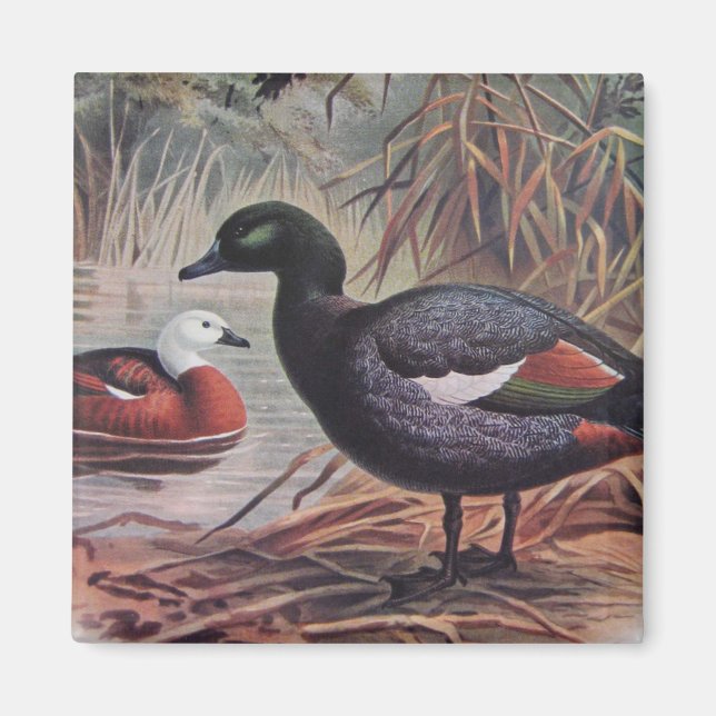 Vintage Paradise Shelduck Magnet (Front)