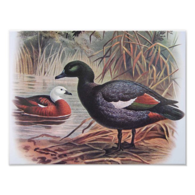 Vintage Paradise Shelduck Photo Print (Front)