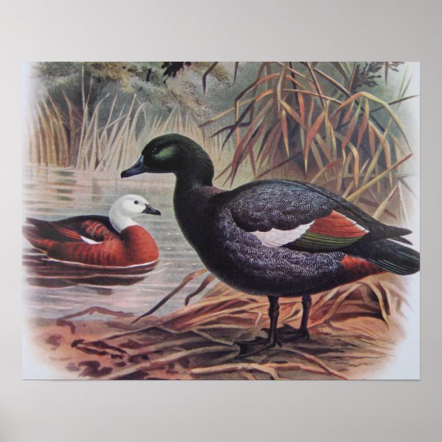 Vintage Paradise Shelduck Poster (Front)