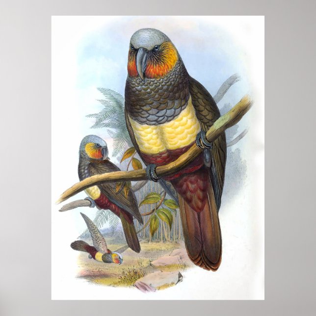 Vintage Parrot Bird Poster (Front)