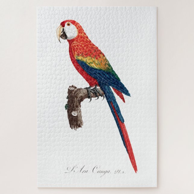 Vintage Parrot - Birds Old Illustration Art Jigsaw Puzzle (Vertical)