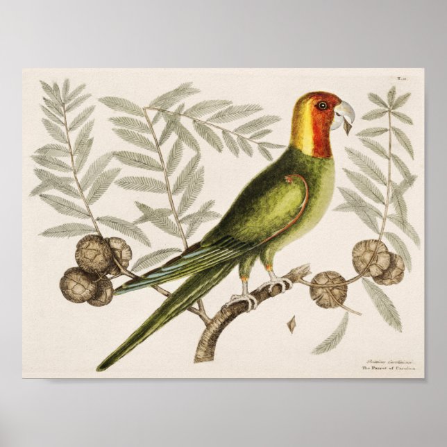 Vintage Parrot Illustration Poster (Front)