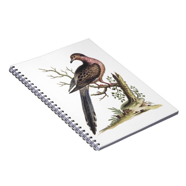 Vintage Passenger Pigeon Illustration  Notebook (Right Side)