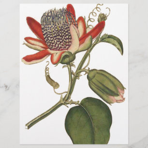 Vintage Passion Flower Flyer