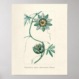 Vintage Passion Flower Poster