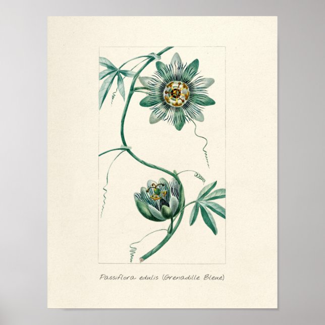 Vintage Passion Flower Poster (Front)