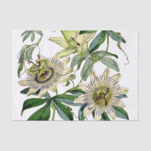 Vintage Passion Flower Vine Tissue Paper