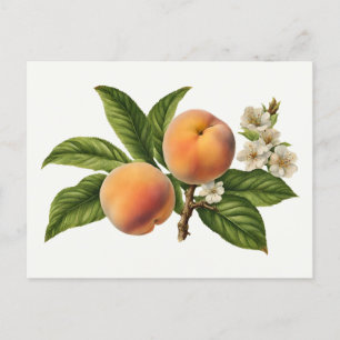 Vintage Peach Fruit Branch with Blossom  Postcard