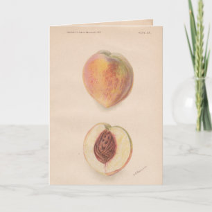 Vintage Peaches Greeting Card