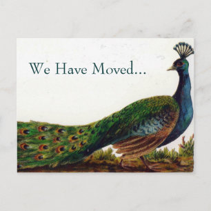 Vintage Peacock Change of Address Postcards