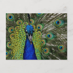 Vintage Peacock Illustration Postcard