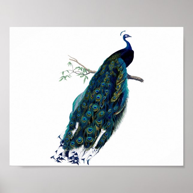 Vintage Peacock Illustration Poster (Front)