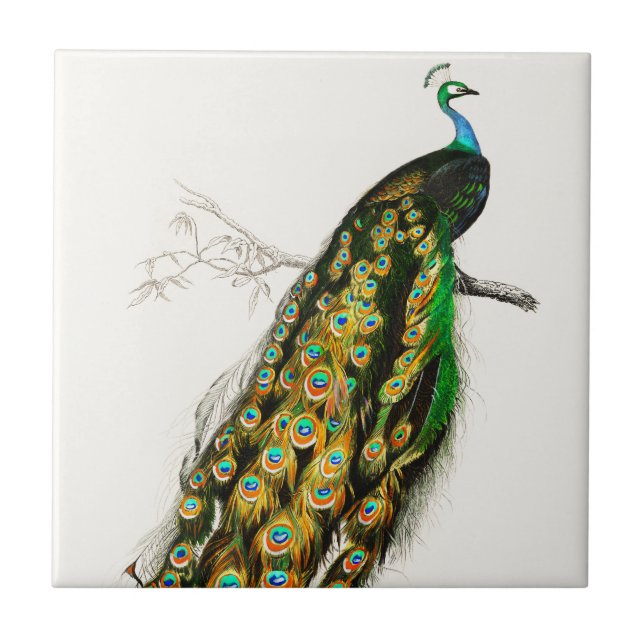 Vintage Peacock Illustration  Tile (Front)
