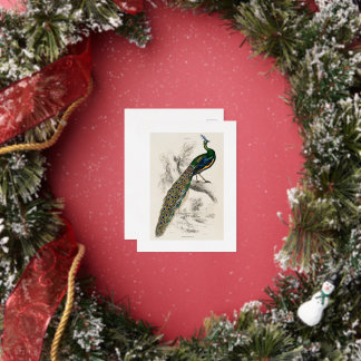 Vintage Peacock Natural History Print Foil Holiday Postcard