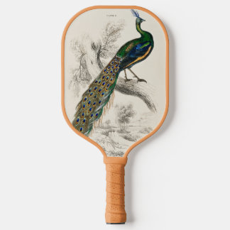 Vintage Peacock Natural History Print Pickleball Paddle
