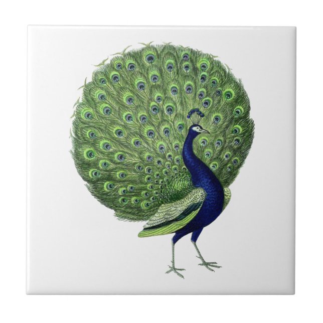 Vintage Peacock Open Fan Tile (Front)