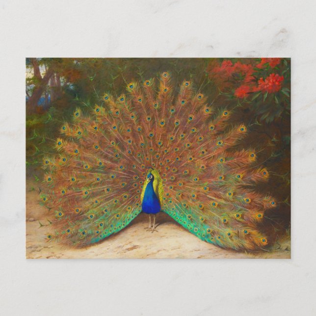 Vintage Peacock Painting Postcard (Front)